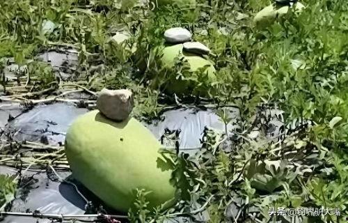 最新的瓜爆料的网红,网红新动态，揭秘背后惊人真相！  第3张